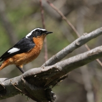 Pleszka algierska - Moussier's Redstart