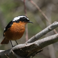 Pleszka algierska - Moussier's Redstart