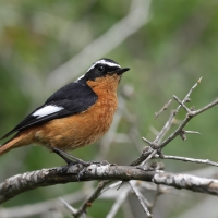 Pleszka algierska - Moussier's Redstart