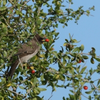 Bilbil ogrodowy - Common Bulbul