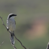 Srokosz - Great Gray Shrike