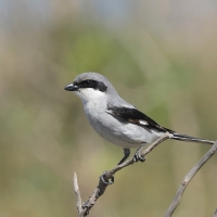 Srokosz - Great Gray Shrike