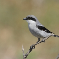 Srokosz - Great Gray Shrike
