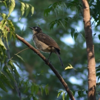 Bilbil ogrodowy - Common Bulbul