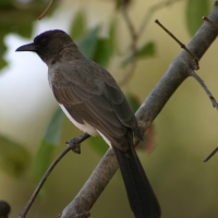 Bilbil ogrodowy - Common Bulbul