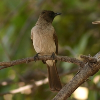Bilbil ogrodowy - Common Bulbul