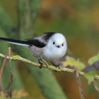 Raniuszek - Long-tailed Tit