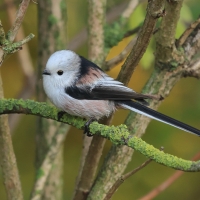 Raniuszek - Long-tailed Tit