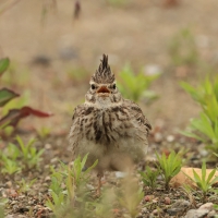 Dzierlatka - Crested Lark