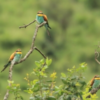 Żołna zwyczajna - European Bee-eater
