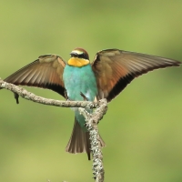 Żołna zwyczajna - European Bee-eater