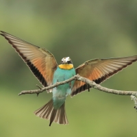 Żołna zwyczajna - European Bee-eater