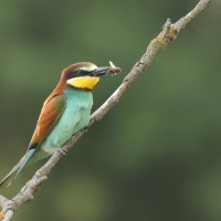 Żołna zwyczajna - European Bee-eater