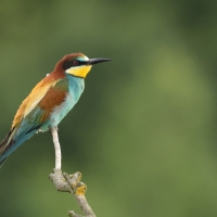 Żołna zwyczajna - European Bee-eater