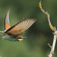Żołna zwyczajna - European Bee-eater