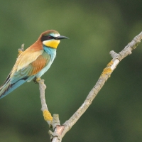 Żołna zwyczajna - European Bee-eater
