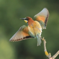 Żołna zwyczajna - European Bee-eater