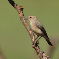 Białorzytka pstra - Pied Wheatea