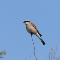 Dzierzba gąsiorek - Lanius collurio - Red-backed Shrike