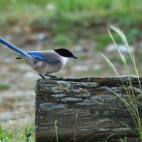 Sójka iberyjska - Iberian Magpie