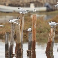 Rybitwa czubata - Sandwich Tern