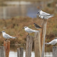 Rybitwa czubata - Sandwich Tern