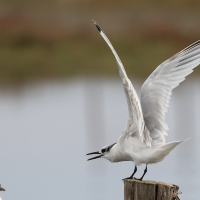 Rybitwa czubata - Sandwich Tern