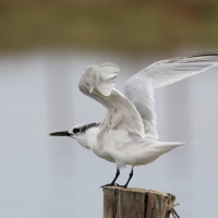 Rybitwa czubata - Sandwich Tern
