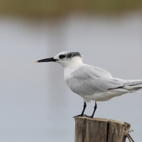 Rybitwa czubata - Sandwich Tern