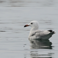 Mewa sródziemnomorska - Audouin's Gull