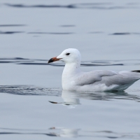 Mewa sródziemnomorska - Audouin's Gull