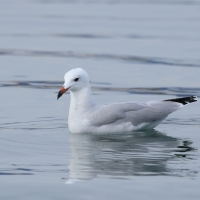Mewa sródziemnomorska - Audouin's Gull