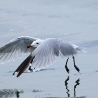 Mewa sródziemnomorska - Audouin's Gull