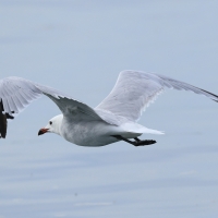 Mewa sródziemnomorska - Audouin's Gull